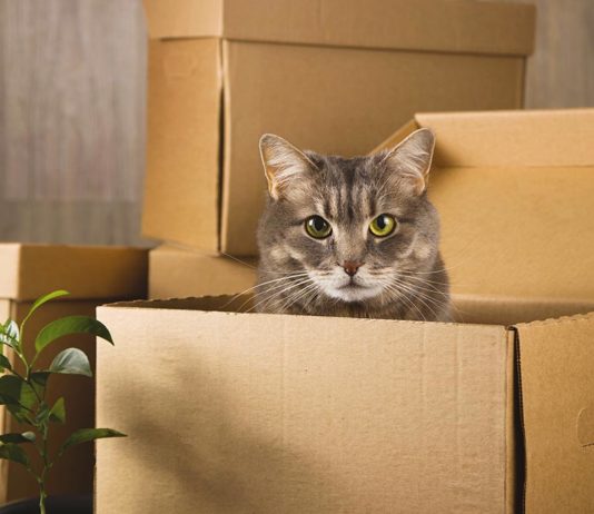 Moving to a New Home with Pets