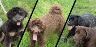 Tigard Dog Parks Open Up