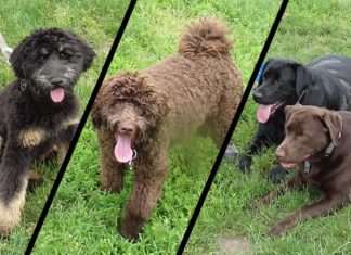 Tigard Dog Parks Open Up