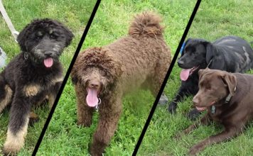Tigard Dog Parks Open Up