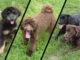 Tigard Dog Parks Open Up