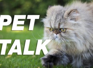 Pet Talk: June 2020