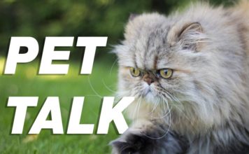 Pet Talk: June 2020