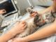 Using Ultrasound as a Diagnostic Tool in Pets