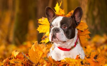 Five Fall Yard Safety Tips for Pets
