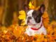 Five Fall Yard Safety Tips for Pets
