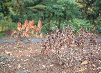 Preserving our Legacy: The Need for Parks Maintenance in Tigard