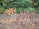 Preserving our Legacy: The Need for Parks Maintenance in Tigard