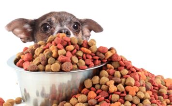 So Many Pet Foods – How to Choose?