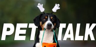 Halloween Pet Safety