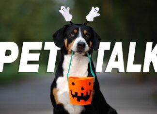 Halloween Pet Safety