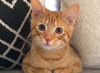 Holiday House Proofing