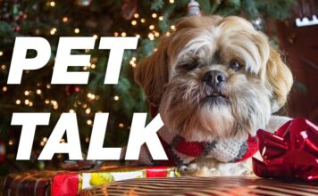 Holiday Gift Giving Ideas for Your Pets