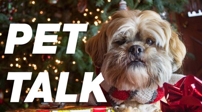 Holiday Gift Giving Ideas for Your Pets