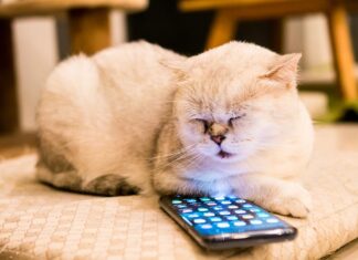 Top 4 Veterinary Questions from 2020