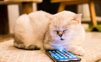 Top 4 Veterinary Questions from 2020