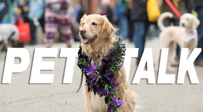 Pet Talk: New Year’s Resolutions
