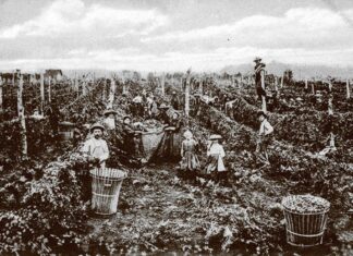 Hops Growing in the Tigard Area