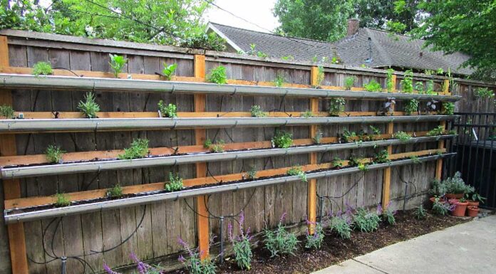 Rain Gutter Gardening