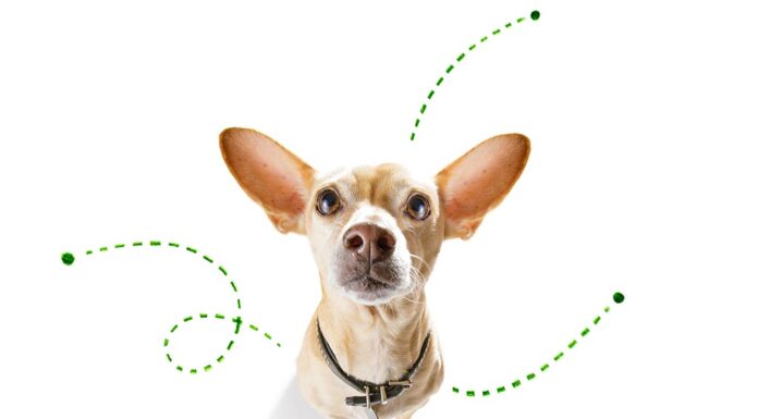 Simple Do’s and Don’ts to Keep your Pet Safe from Pesky Fleas and Ticks Year-round