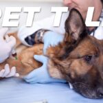 Vaccines and Immunity in Pets: Part 1/Part 2