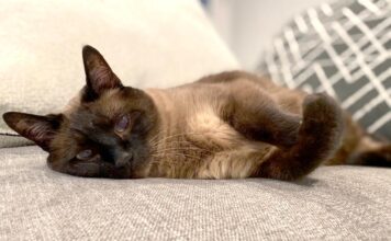 How is your senior pet really doing?