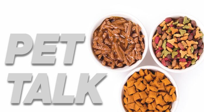 Pet Talk: My Cat Won’t Eat! Feeding a picky eater
