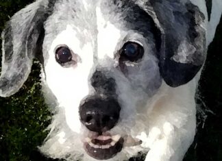 Can your dog benefit from CBD? Mutt Munchease