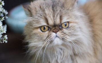 Emergency Preparedness: Pets