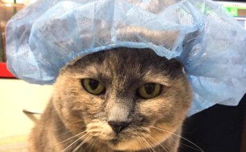 Sammi the clinic cat provides Arthritis advice