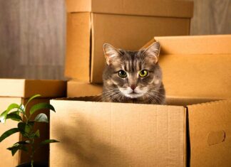 Moving House with Pets