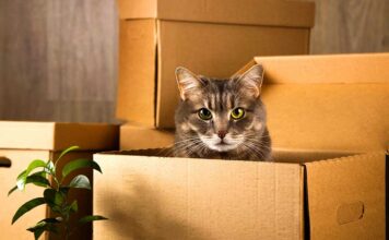 Moving House with Pets