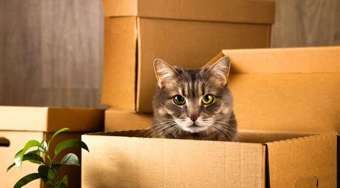 Moving House with Pets