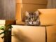 Moving House with Pets
