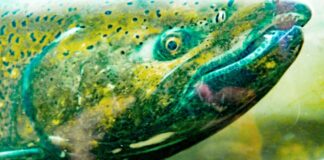 Legal challenge against Lake Oswego Tigard Water Partnership remains alive