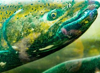 Legal challenge against Lake Oswego Tigard Water Partnership remains alive