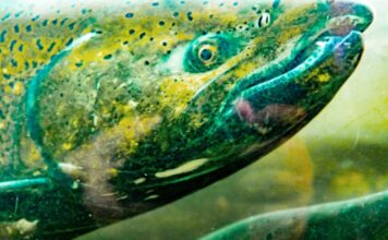 Legal challenge against Lake Oswego Tigard Water Partnership remains alive