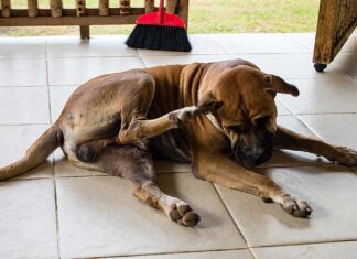 Naturally Preventing & Treating Fleas & Ticks