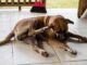 Naturally Preventing & Treating Fleas & Ticks