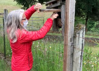 Prescott Bluebird Recovery Project Seeks Volunteers