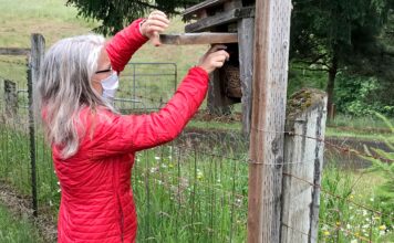 Prescott Bluebird Recovery Project Seeks Volunteers