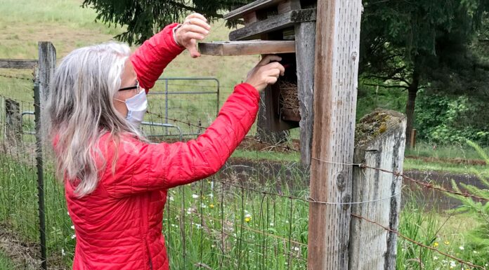Prescott Bluebird Recovery Project Seeks Volunteers