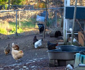 A few chickens and a goat neighboring Potthoff’s backyard.