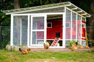 Backyard chicken coop.