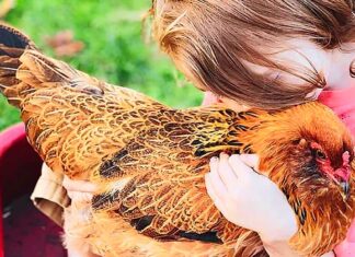 Six-year-old Nathaniel Sprague snuggles with Jalapeño, a chicken he named. Nathaniel, the youngest of Elizabeth and Mike Sprague’s five sons, has autism. Spending time with the family’s animals helps the boy with sensory regulation, his mother said.