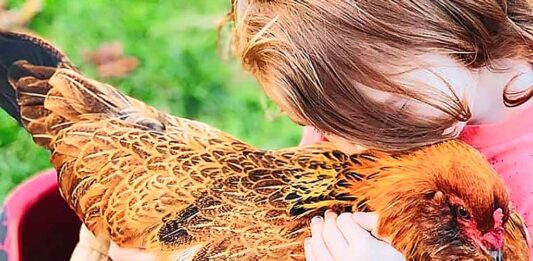 Six-year-old Nathaniel Sprague snuggles with Jalapeño, a chicken he named. Nathaniel, the youngest of Elizabeth and Mike Sprague’s five sons, has autism. Spending time with the family’s animals helps the boy with sensory regulation, his mother said.