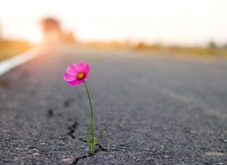 The Next Chapter: Peri-menopause and Beyond, Part I