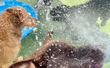 Downtown Tigard Business Spotlight: Wags Pet Resort The happiest dogs spend their days at Wags.