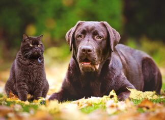 Pet Talk: September 2022