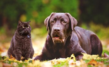 Pet Talk: September 2022
